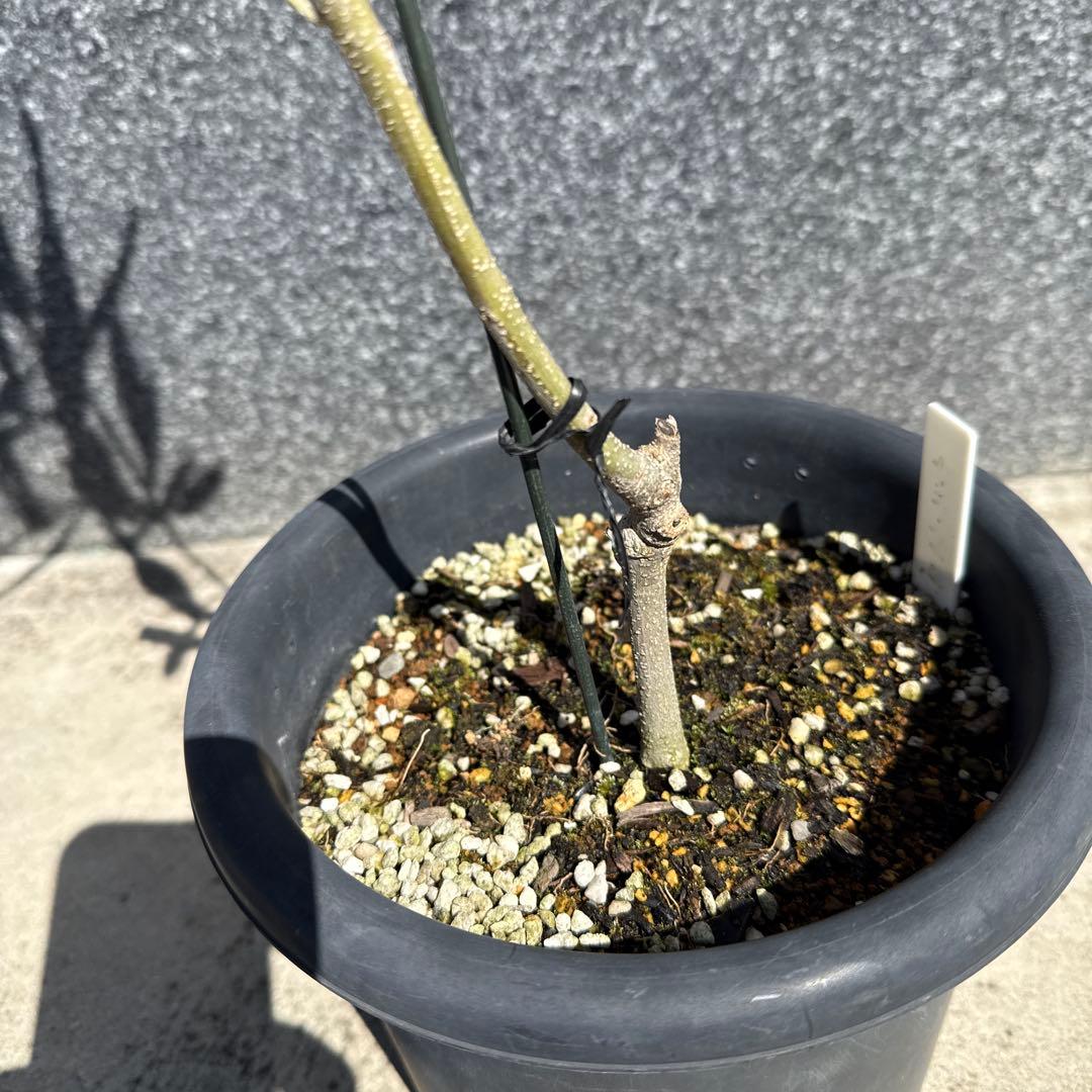 【極上品】カラマタ　オリーブの木　希少　オリーブ