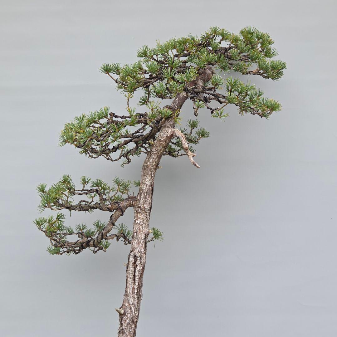 五葉松　[文人風]　大品盆栽