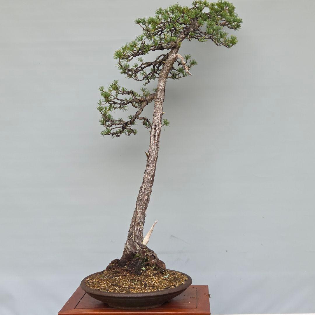 五葉松　[文人風]　大品盆栽