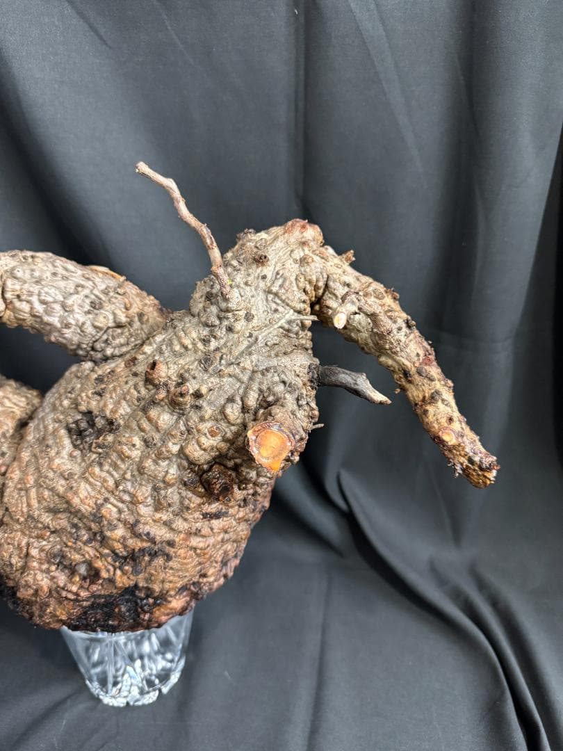 オペルクリカリアパキプス　ベアルート　芽吹きあり