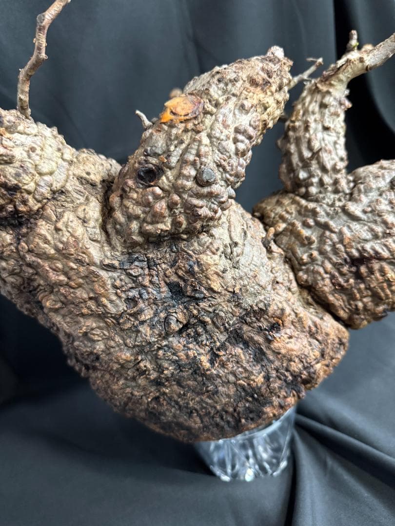 オペルクリカリアパキプス　ベアルート　芽吹きあり