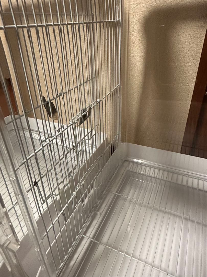 クリアバード40 37