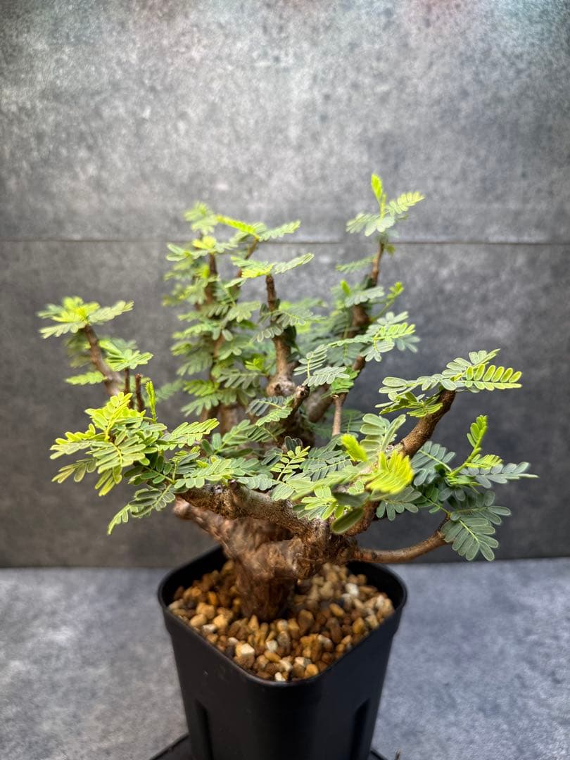 センナ　メリディオナリス　海外実生　発根済み　356