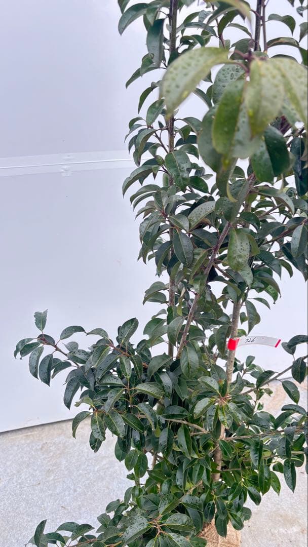 手頃なサイズ お庭の主役にどうぞ ソヨゴ 726 樹高1.4m位 株立 常緑樹