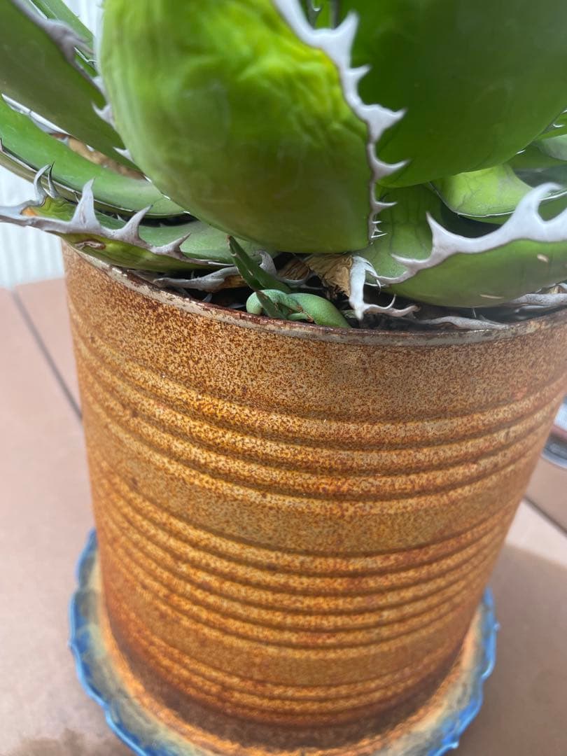 アガベ ホリダ 大株❗️ 子株付き❗️