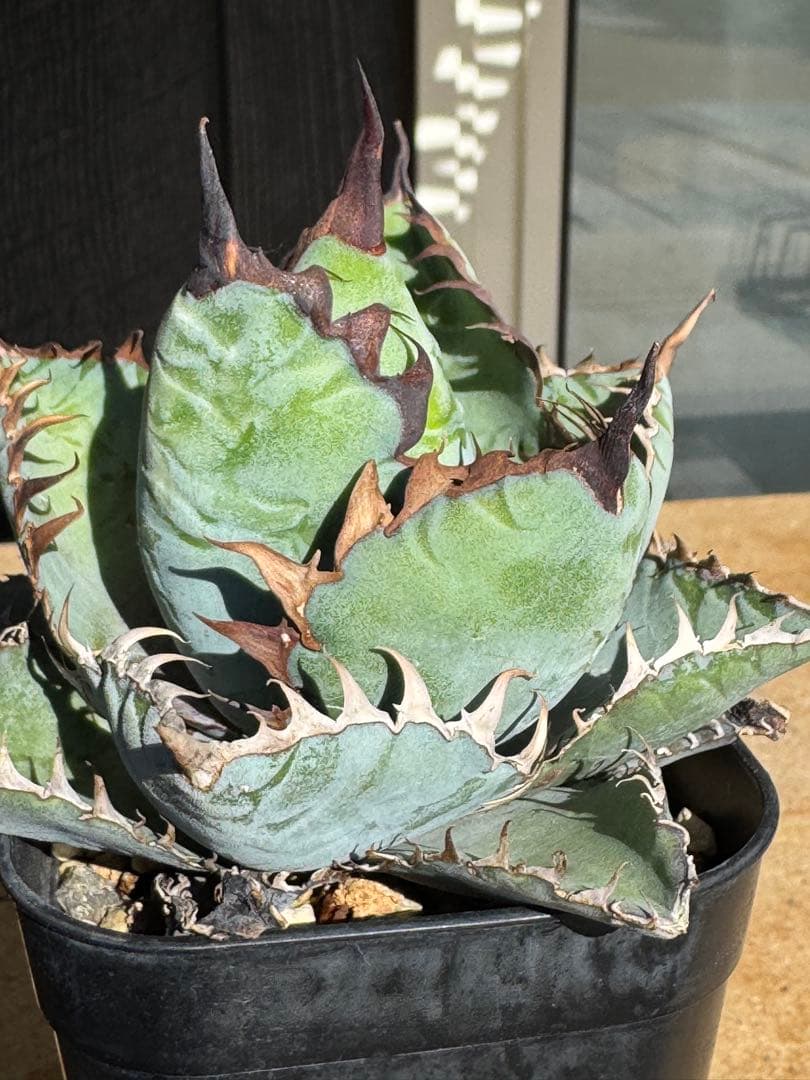 み*い様 アガベ　チタノタブルー実生