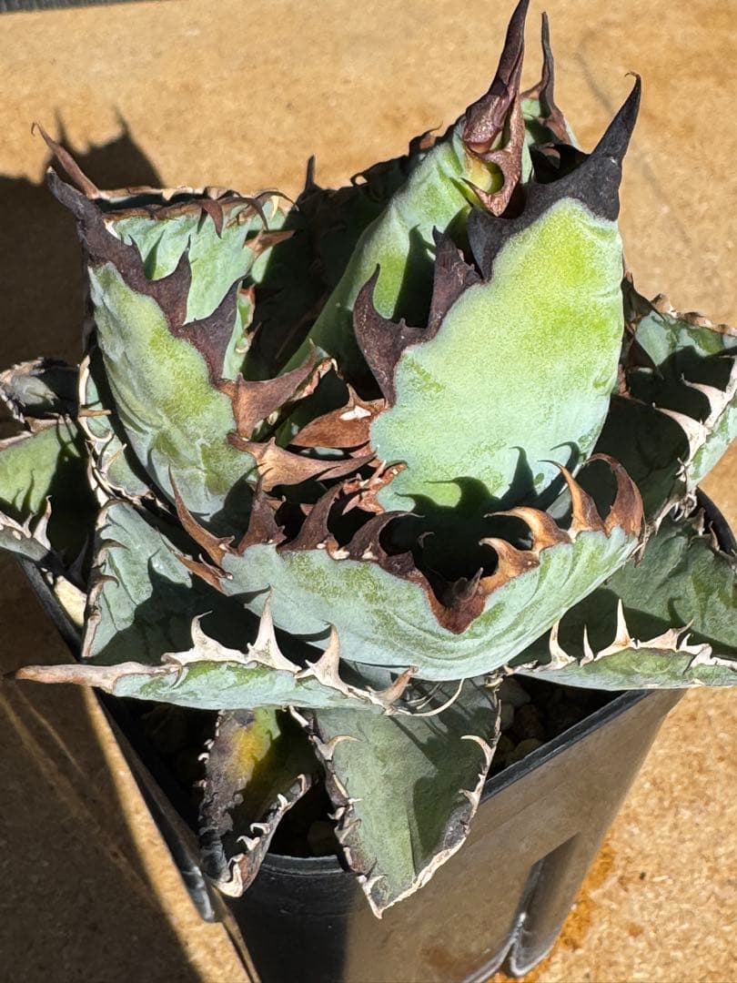 み*い様 アガベ　チタノタブルー実生