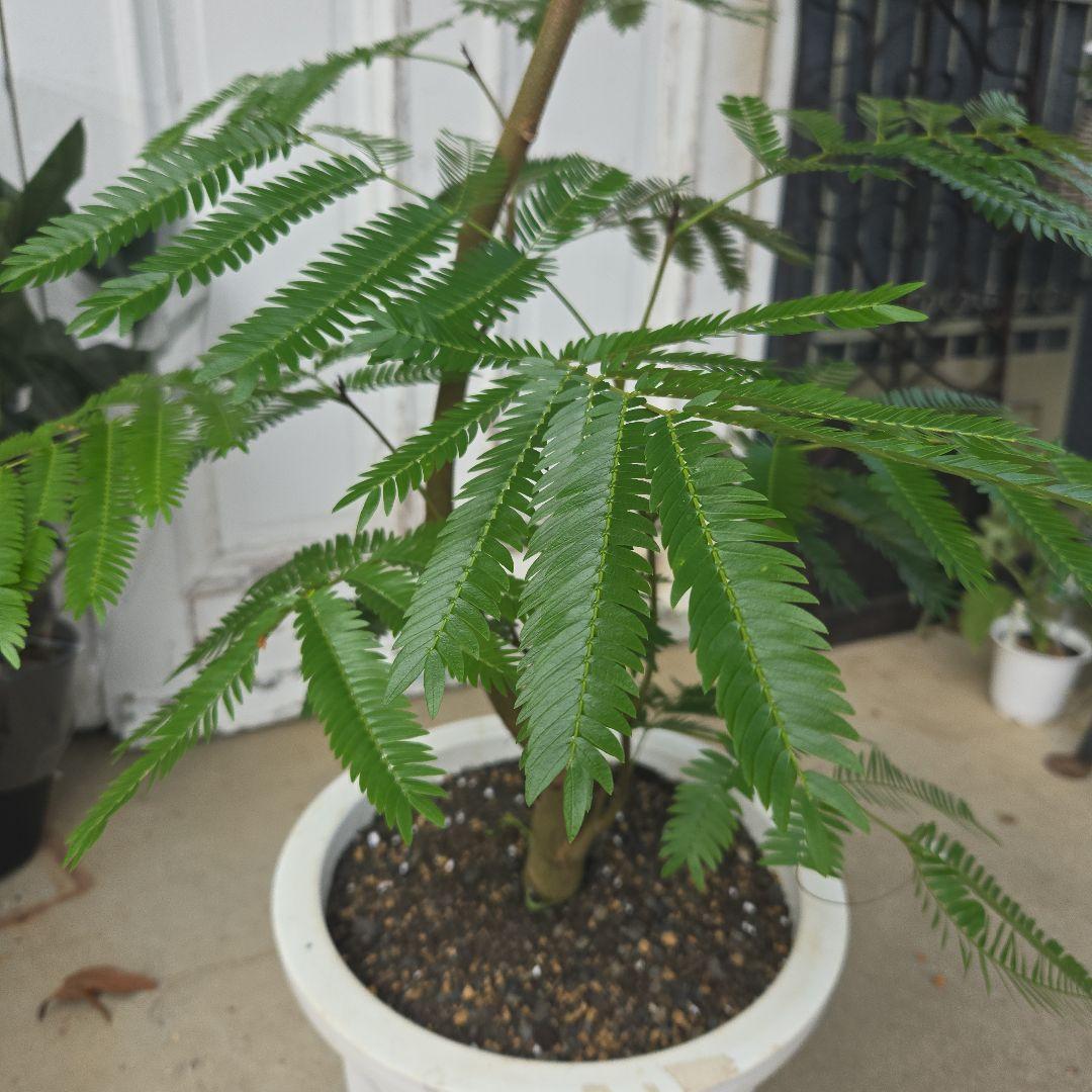 ④　エバーフレッシュ曲がり仕立て　10号　特大苗木最高等級極上品‼️