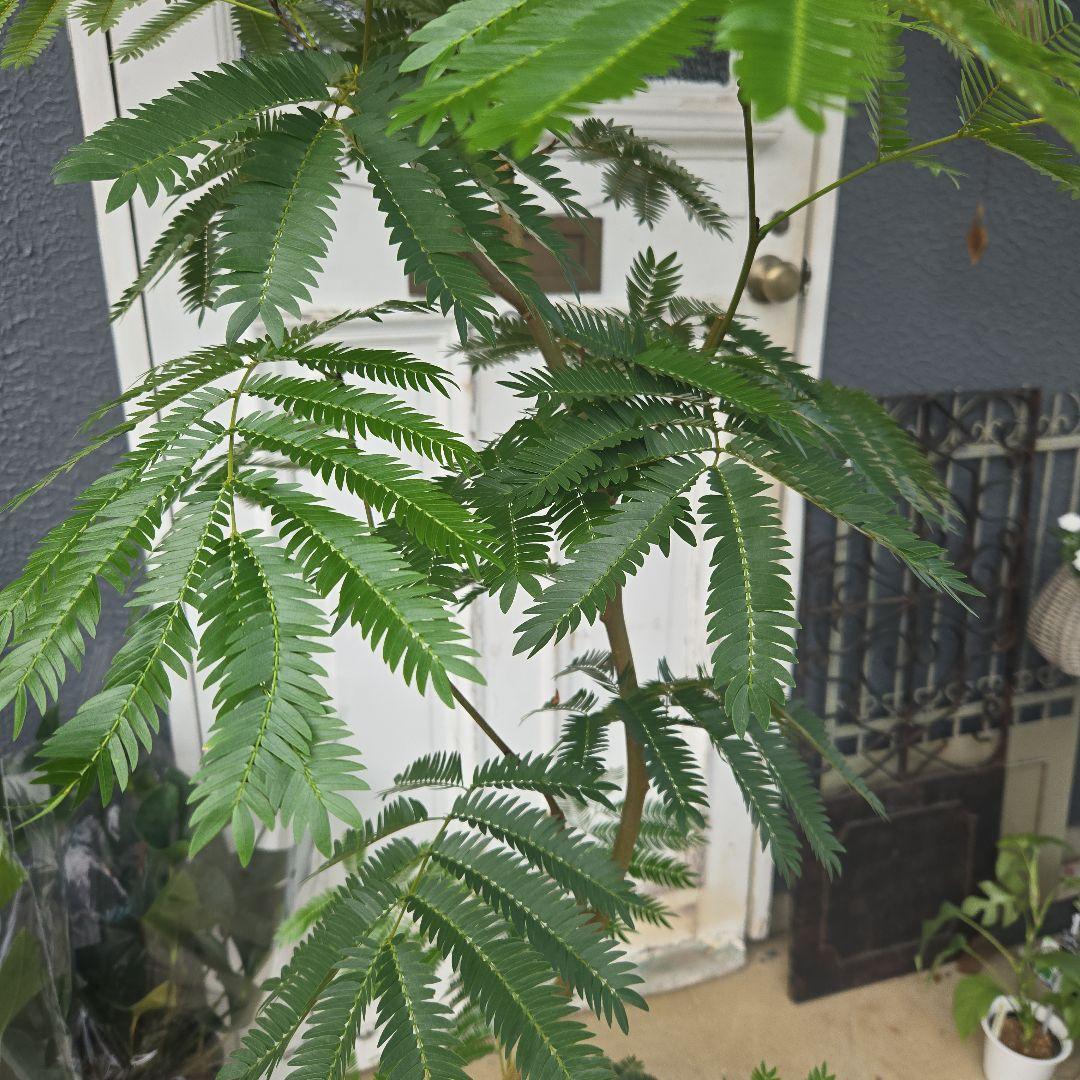 ④　エバーフレッシュ曲がり仕立て　10号　特大苗木最高等級極上品‼️