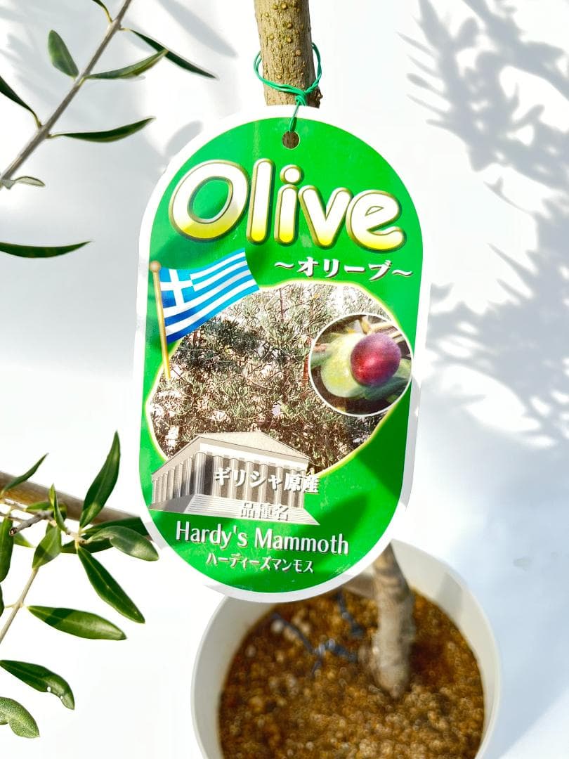 オリーブの木　ハーディーズマンモス　8号　約120cm　K-326　希少　現品