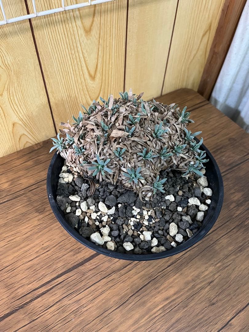 オトンナ　レトロルサ