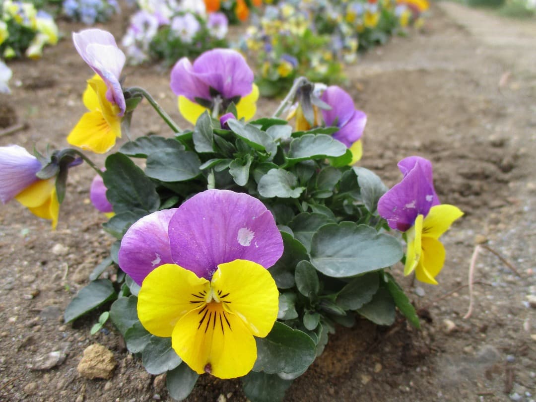 実写美⭕️訳あり【動作確認済】 CANON IXY180 レッド キヤノン