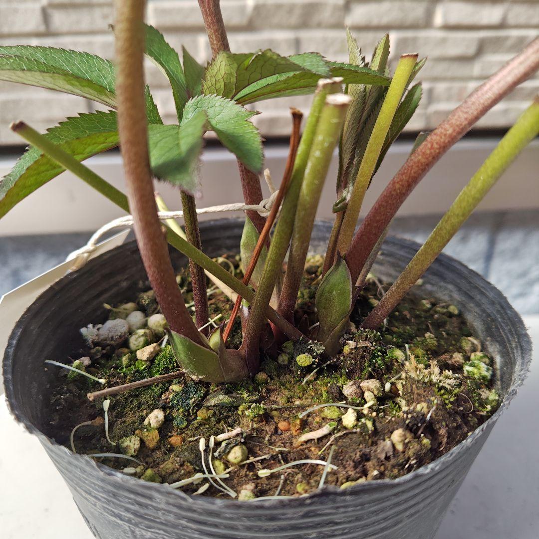 こ*ち様 クリスマスローズ 大和園 パステリッシュストレイン①