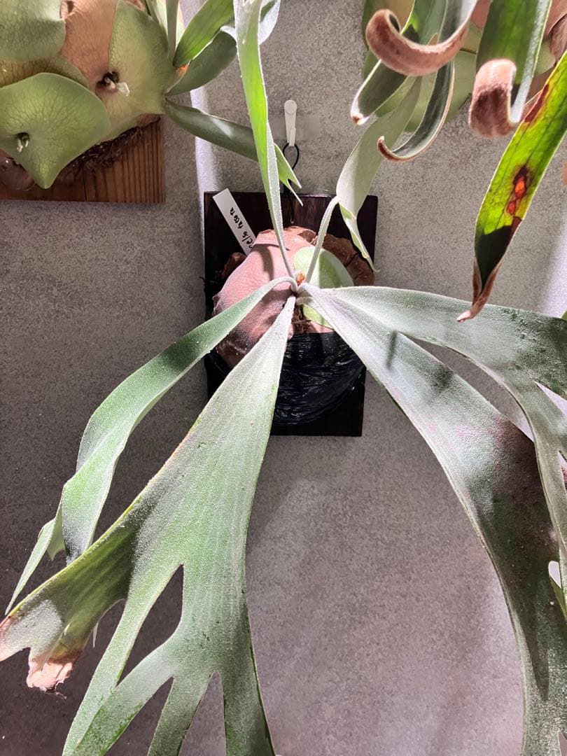 ビカクシダ セルソタツタ　親株サイズ