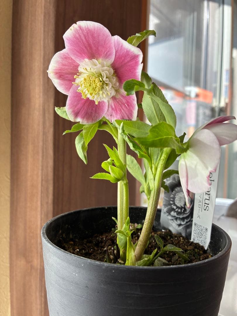 みぃくん　セミダブル白覆輪