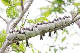 maiくま様 ★ 確認用 シマエナガ、スズメ