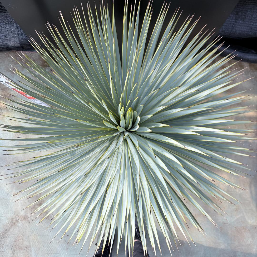 【AL1176】ユッカ　ロストラータ　超美形　極太　シルバーブルー　葉数多