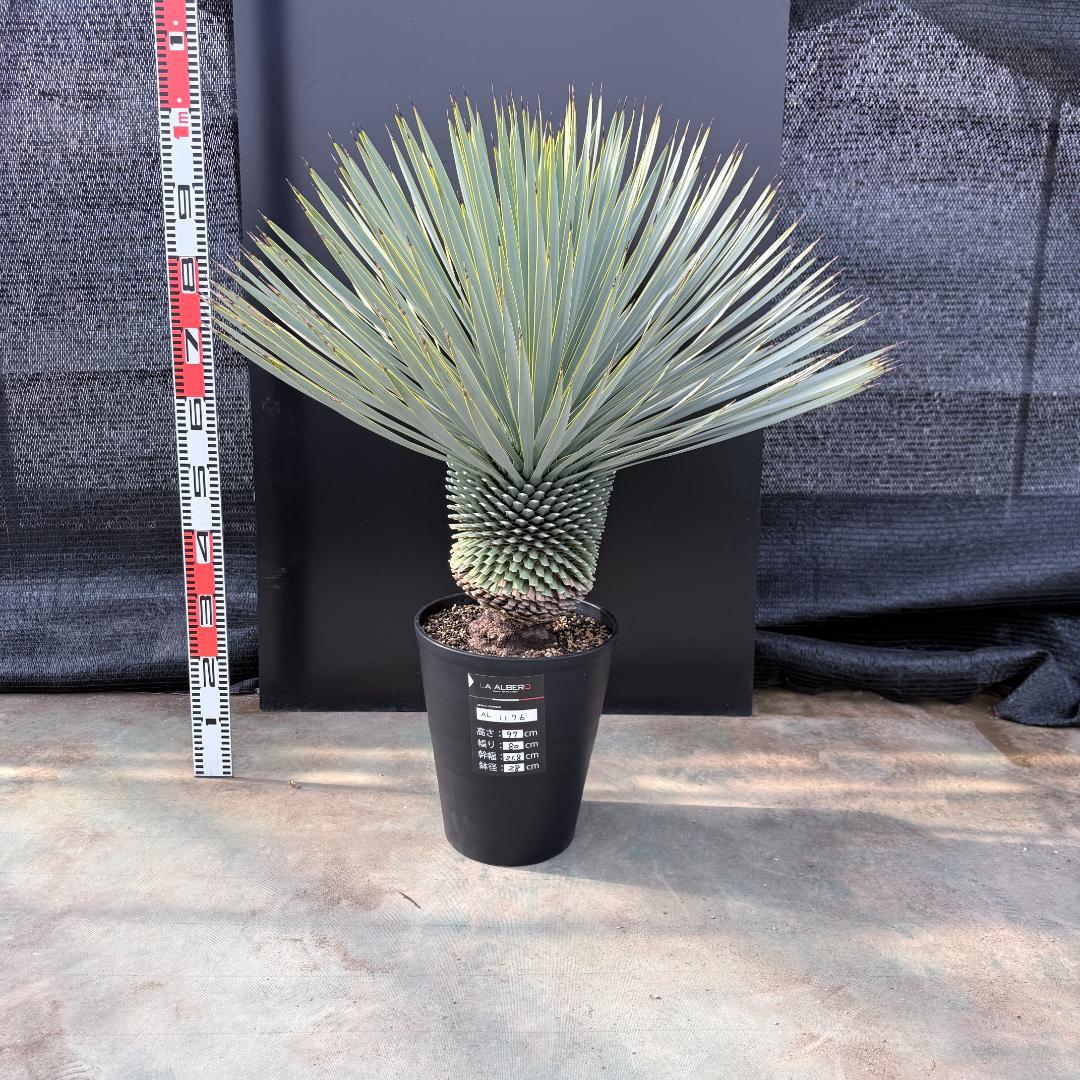 【AL1176】ユッカ　ロストラータ　超美形　極太　シルバーブルー　葉数多