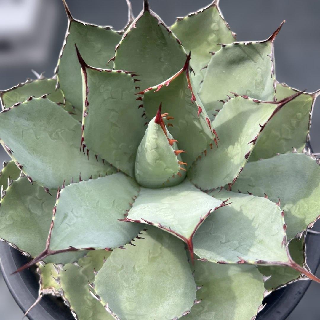 アガベ　パリーハイブリッド