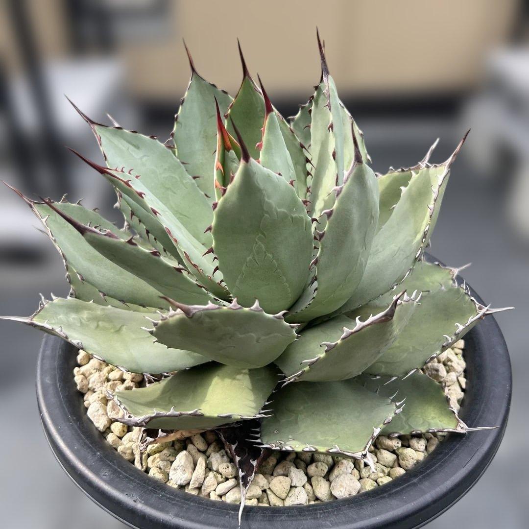 アガベ　パリーハイブリッド