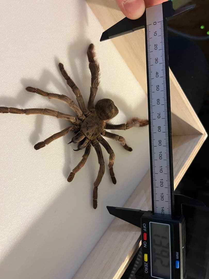 【標本】ベトナムスタウトレッグアースタイガータランチュラ LS14cm程