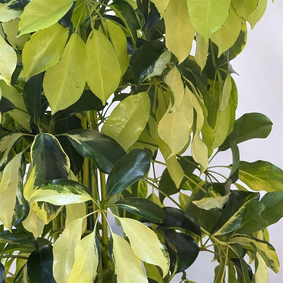 ☆ シェフレラ•ゴールドリーフ♪ 140cm 10号 リビングサイズ♪