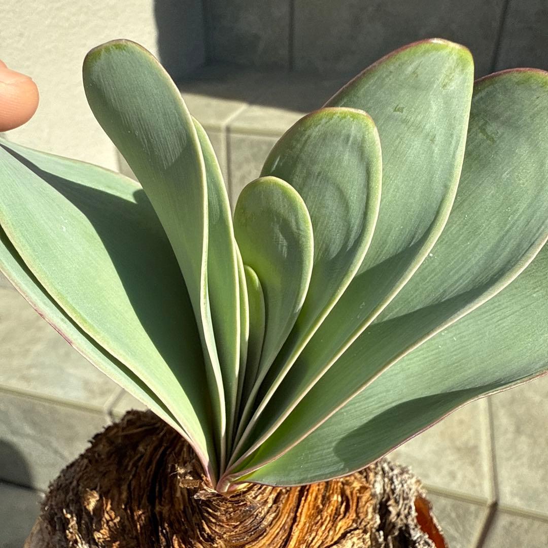 ブーファン　ハエマンソイデス　ハエマントイデス　発根済　冬型