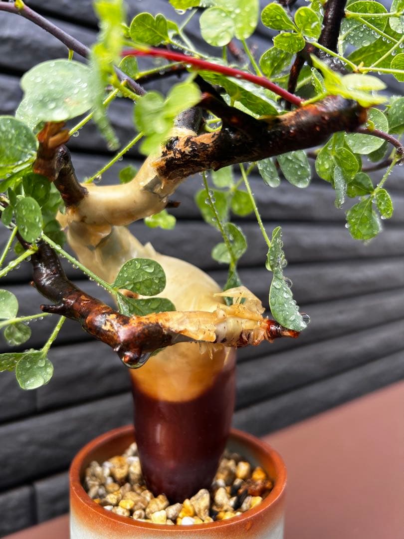 【発根済】コミフォラ カタフ ピュア ソマリア産