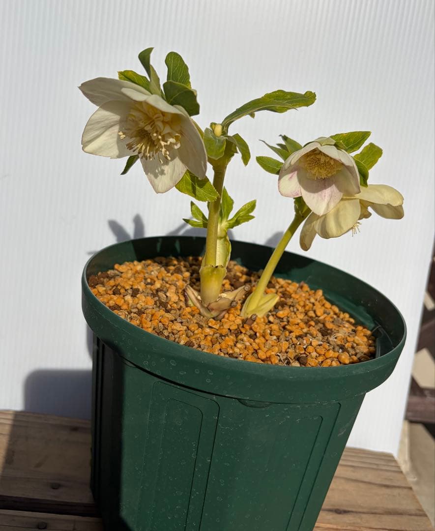 クリスマスローズ