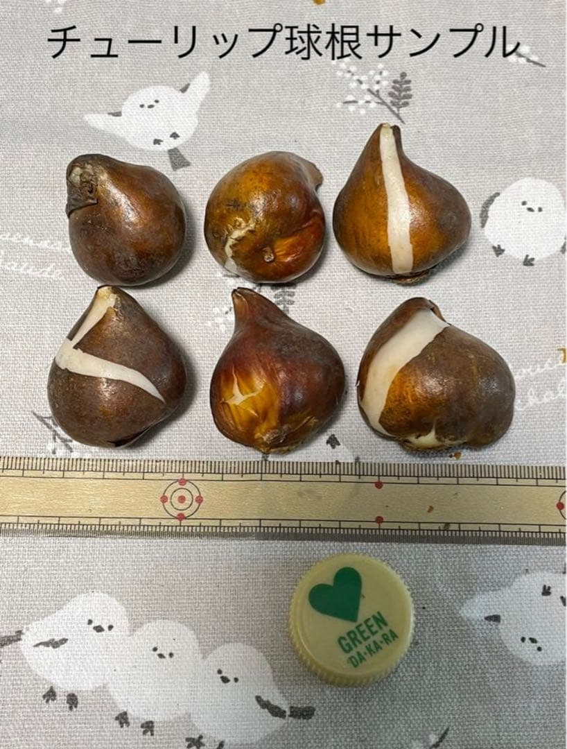 【球根】ラブラドール　 7球　チューリップ　レア品種　ボルドー　フリンジ咲き