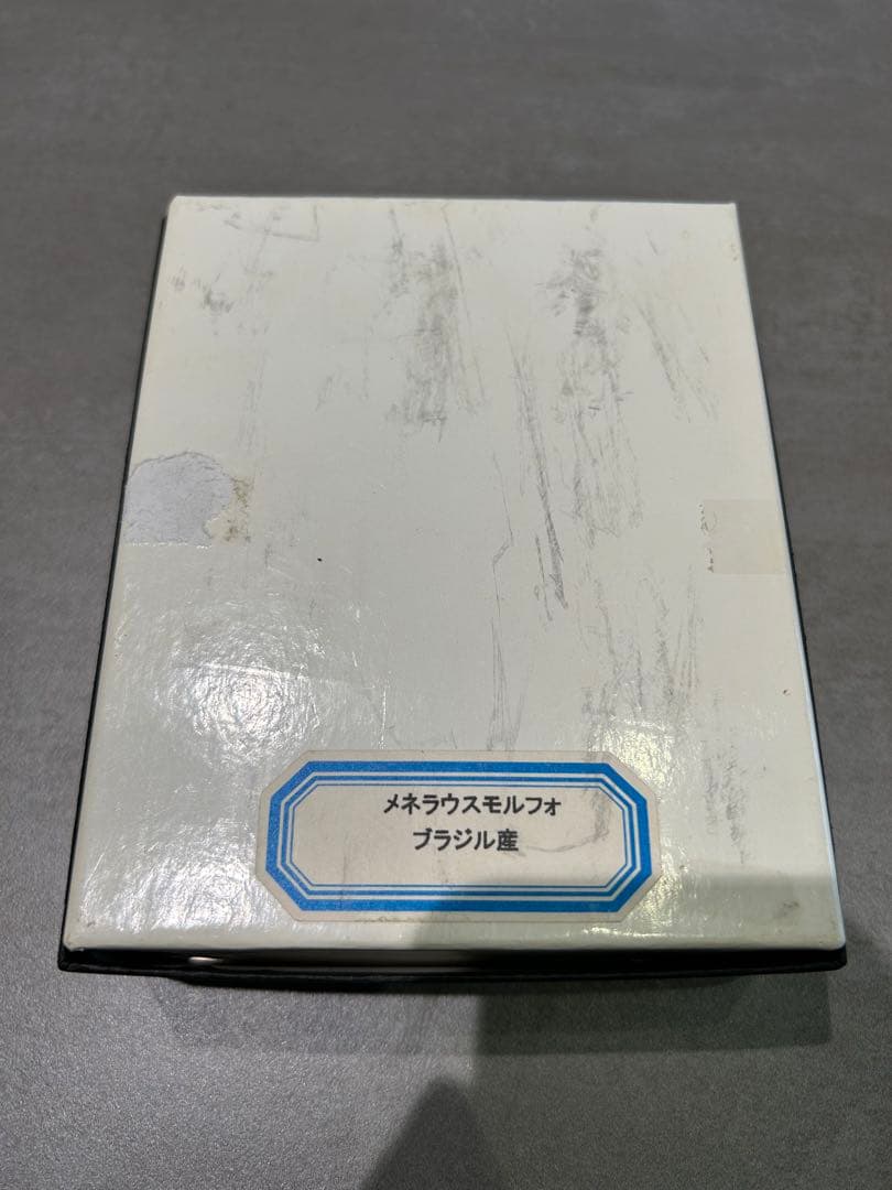 メネラウスモルフォ/エガモルフォ　標本セット