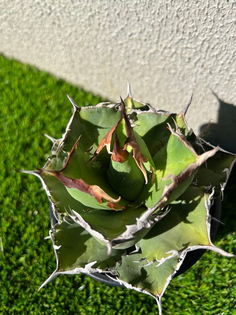 アガベ 黒犀牛　OC 親株出品　中株　コレクション株　現物出品