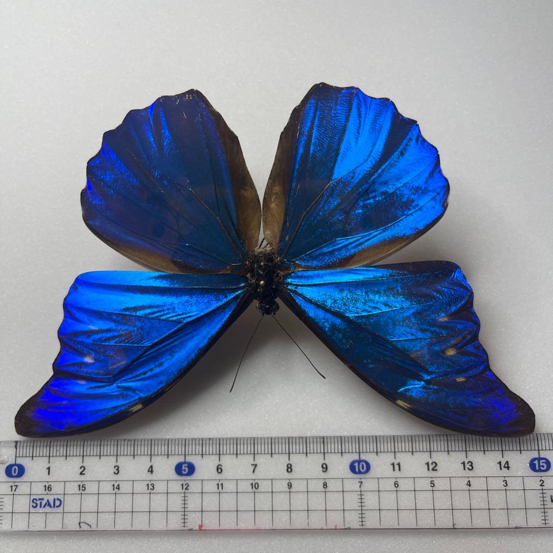 モルフォ蝶標本