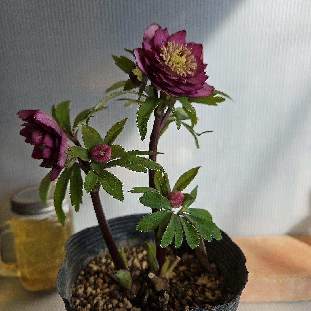 チャッピ様ご購入苗㉖-241㉖-242クリスマスローズ