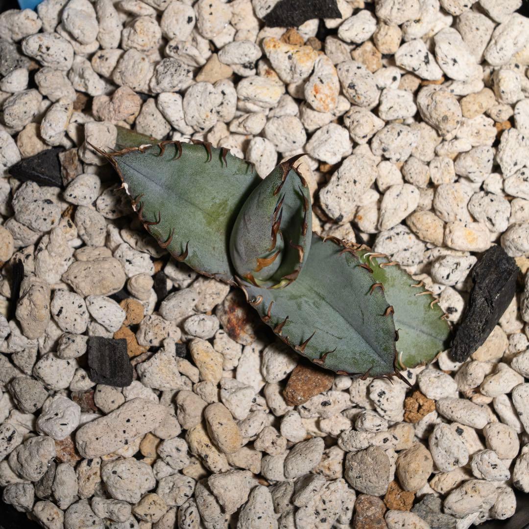 Agave titanota ‘Creep’ (Hidden Agave )01