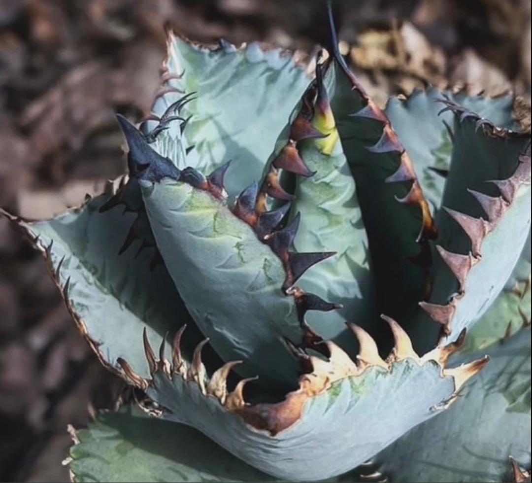 Agave titanota ‘Creep’ (Hidden Agave )01
