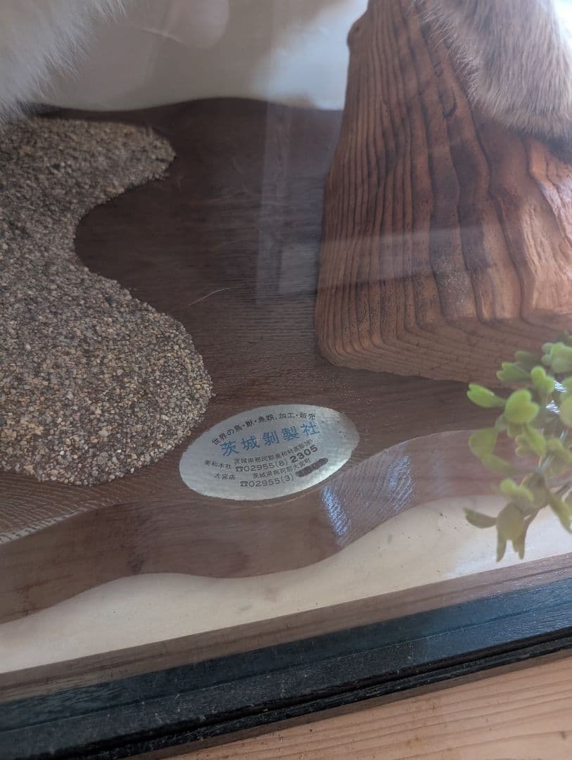 タヌキ 剥製 木製台座付き