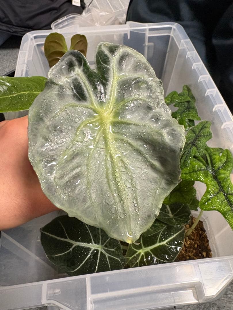 アロカシア　ヴェノムの株