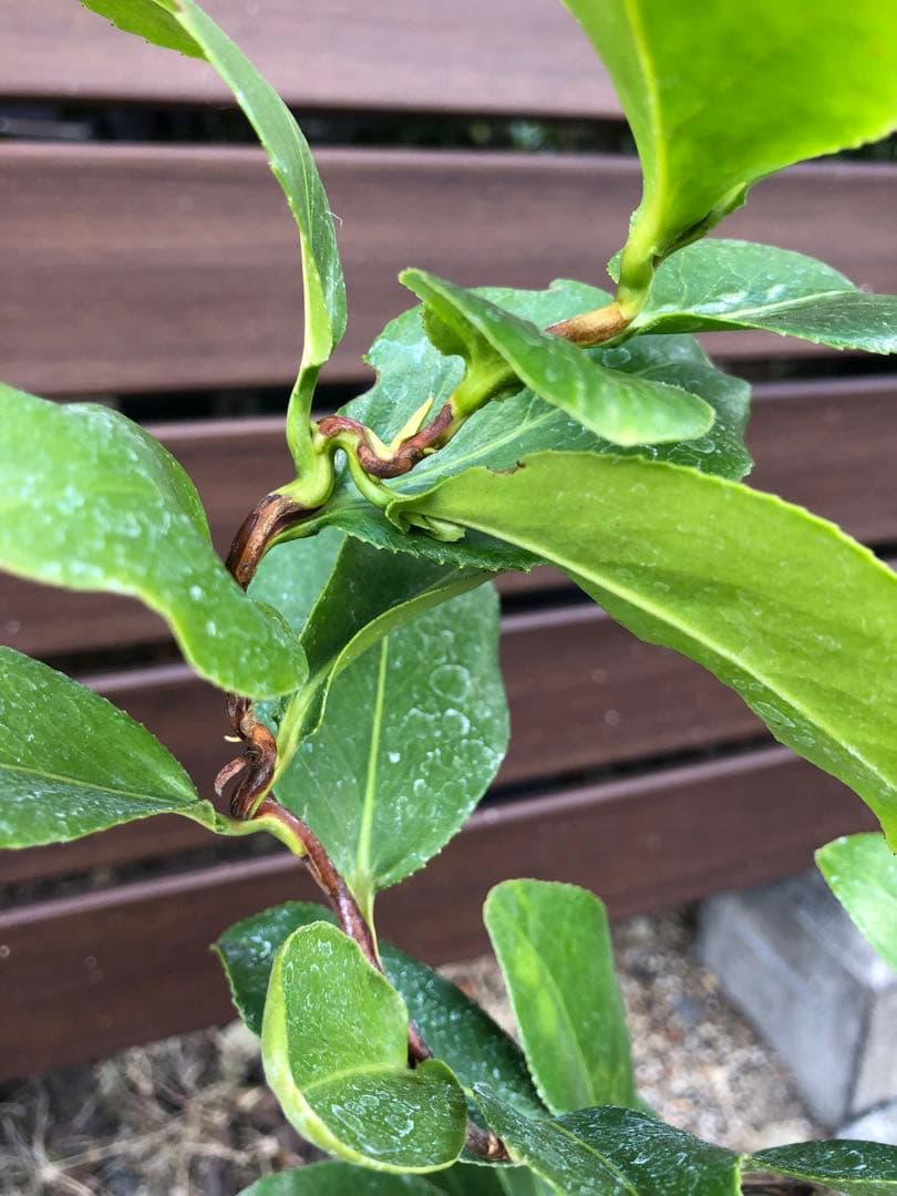 【花芽なし】有頂天　椿　鉢底約60cm