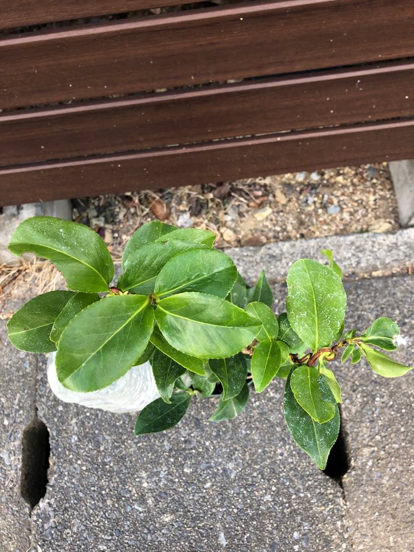 【花芽なし】有頂天　椿　鉢底約60cm
