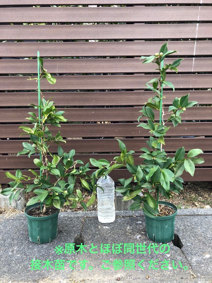 【花芽なし】有頂天　椿　鉢底約60cm