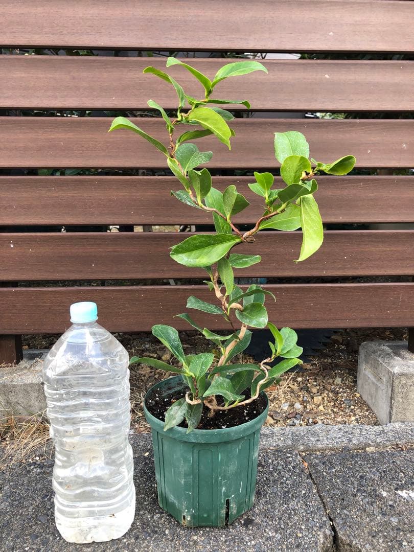 【花芽なし】有頂天　椿　鉢底約60cm