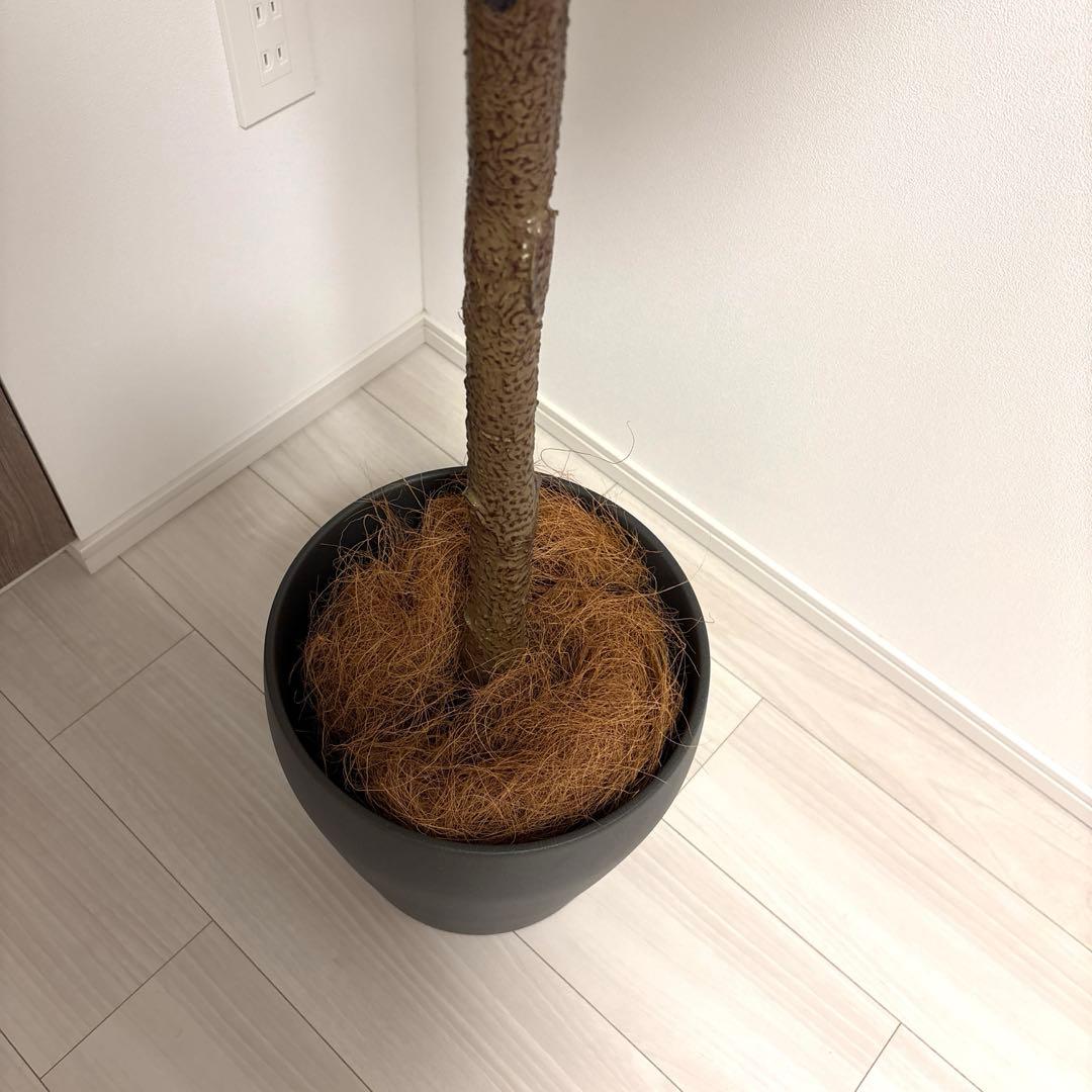 【展示品】大型 フェイクグリーン