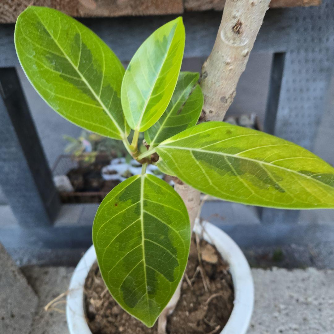 ⑥　フィカス　アルテシマ　曲がり仕立て８号　特大苗木最高等級極上品‼️