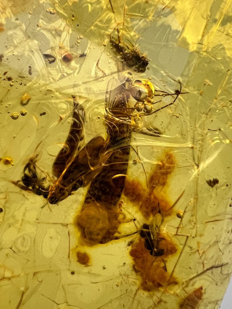 虫入り琥珀　多種多様な虫を内包した　バルティック　アンバー　バルト海沿岸地域産