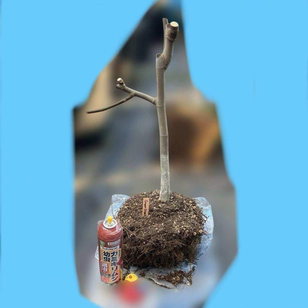 ④ くま様　グリーングリーク親株