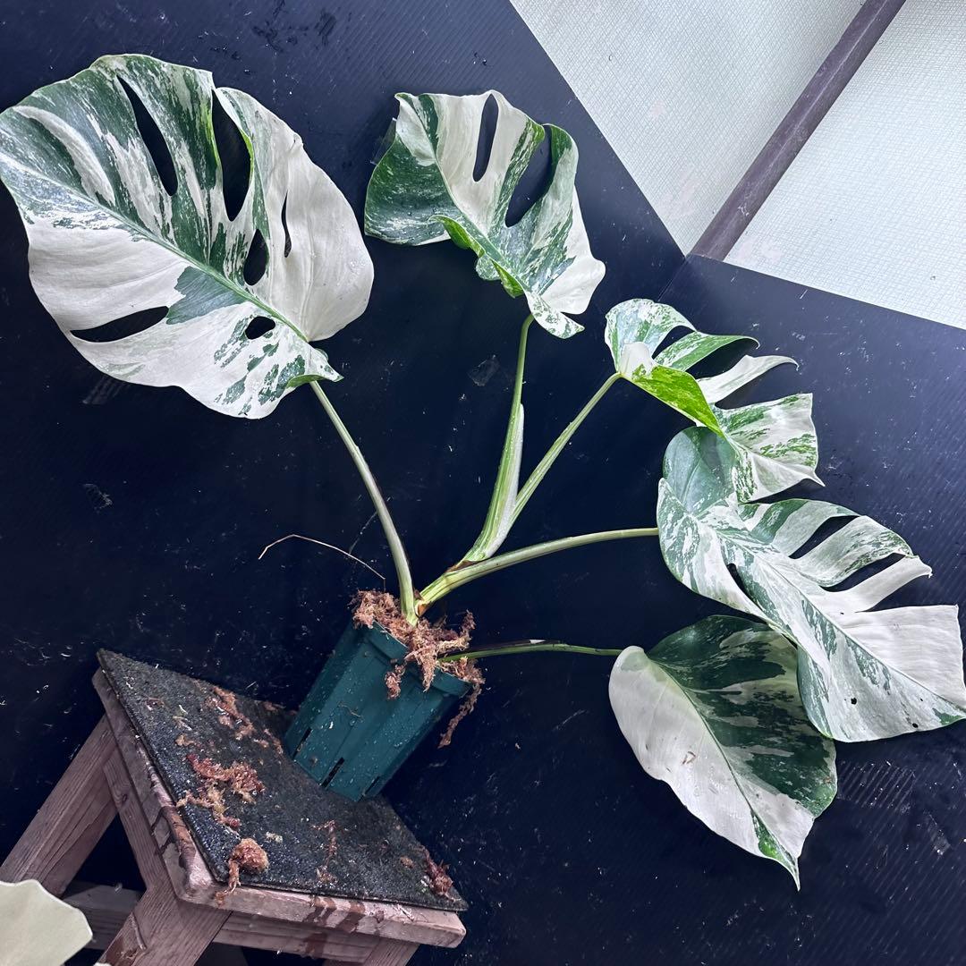 明*菜様 斑入りモンステラ ホワイトタイガー極美大株58cm白斑多