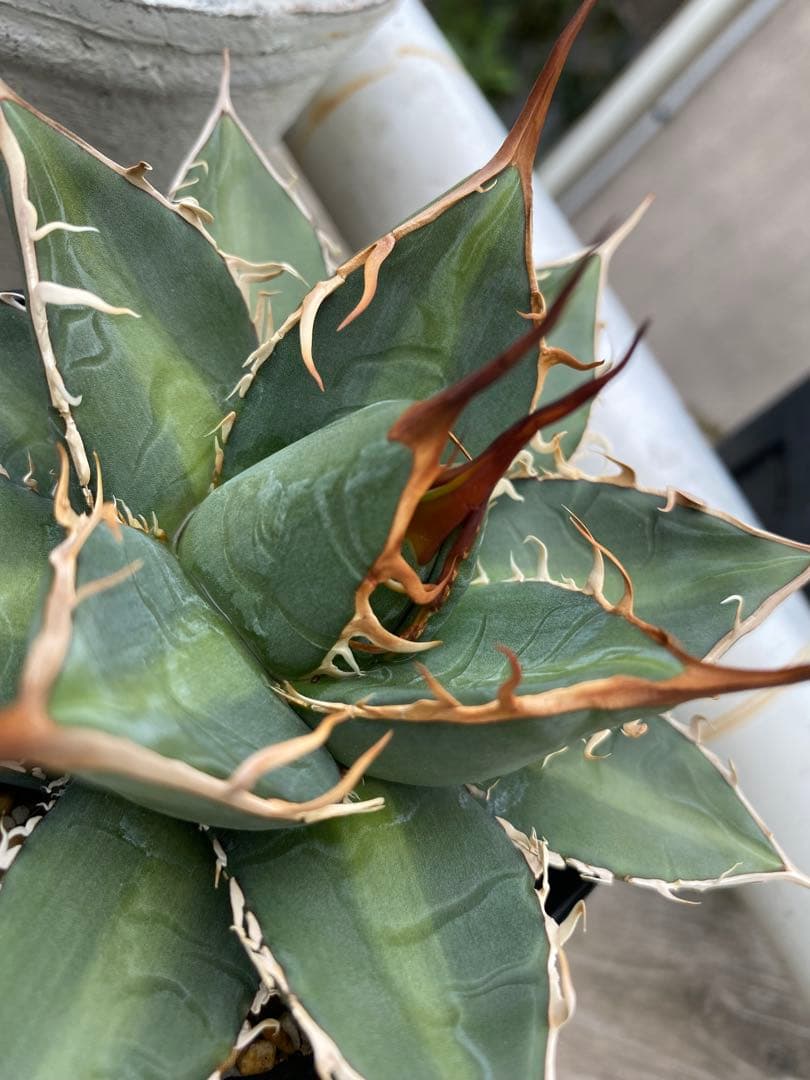 年末年始SALE 実生強棘　斑入りホリダ　2024.5播種　アガベ