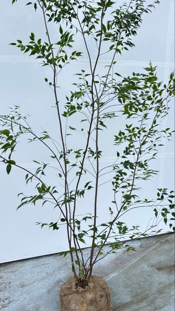 超特大サイズ 細く美しく繊細な樹形 ハイノキ 株立 713 樹高2.4m位