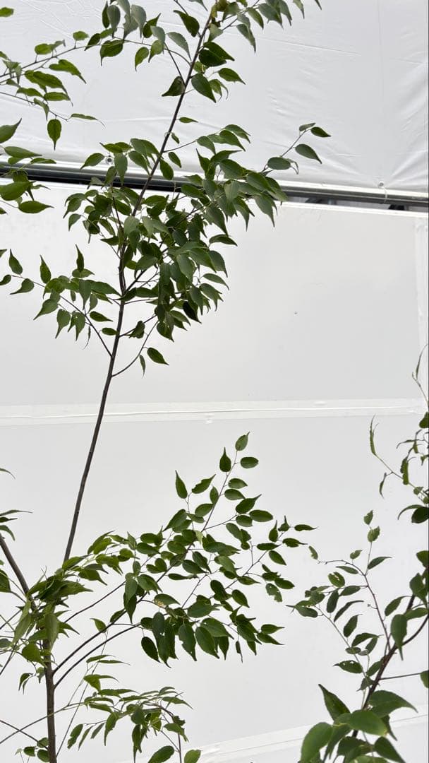 超特大サイズ 細く美しく繊細な樹形 ハイノキ 株立 713 樹高2.4m位